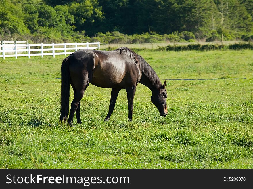 Black horse on the farm