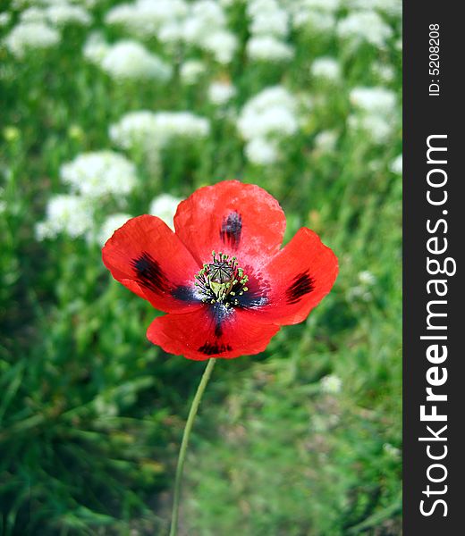 One red poppy among white flowers. One red poppy among white flowers
