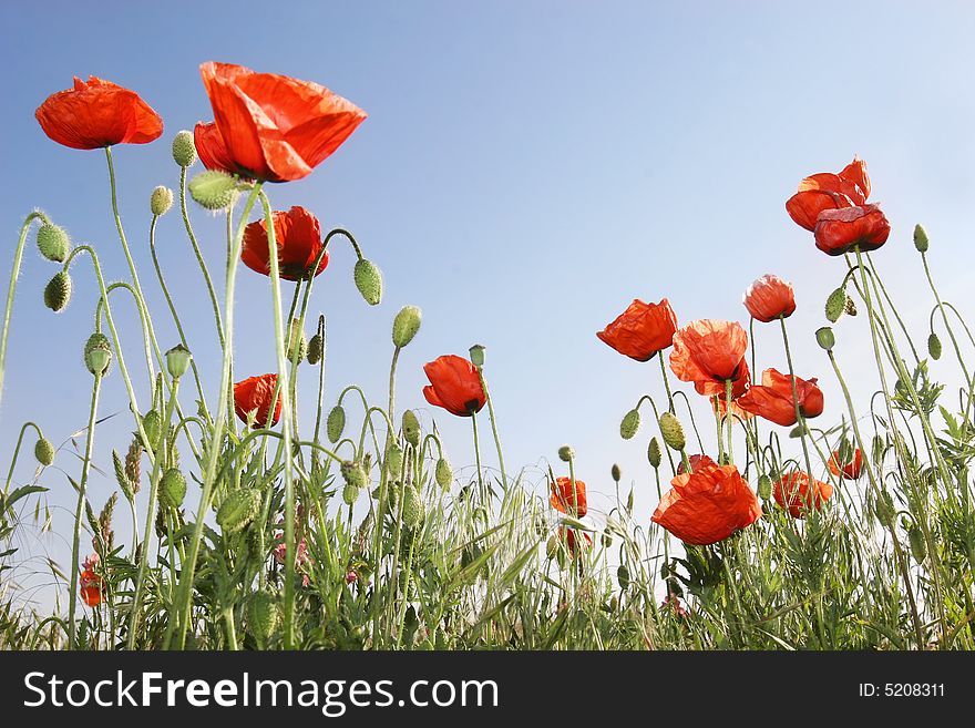 Red poppies on blue sky background