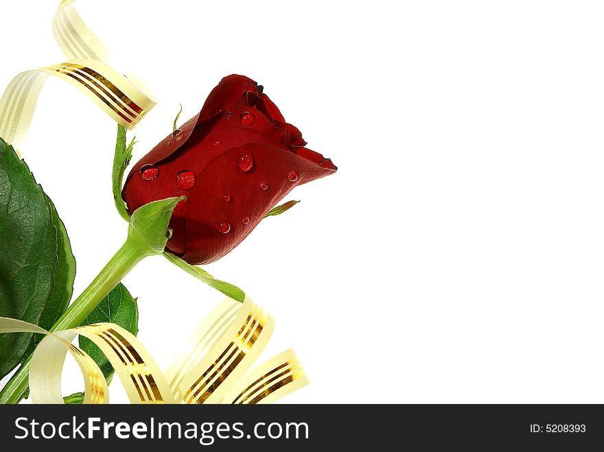 Isolated nice red rose with droplets, ribbon and copy space