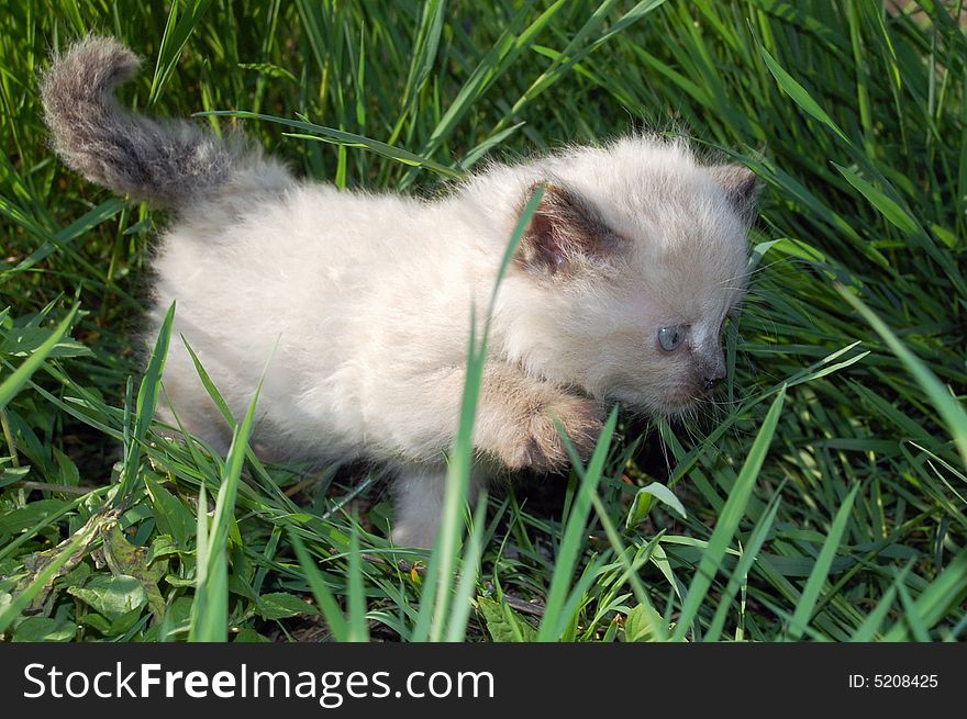 The portrait of a beautiful fluffy one month old Siamese kitten walking in grass. The portrait of a beautiful fluffy one month old Siamese kitten walking in grass