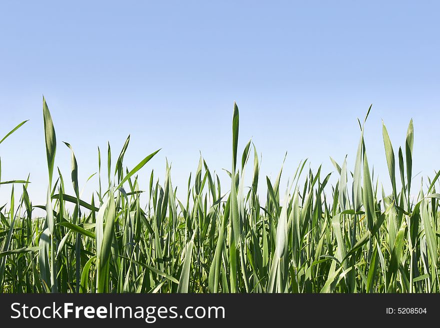 Green grass on blue background