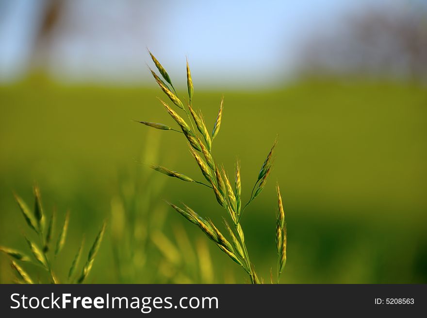 An herb usually used as a fodder. The Bokeh on the background reveals a very nice grassland.