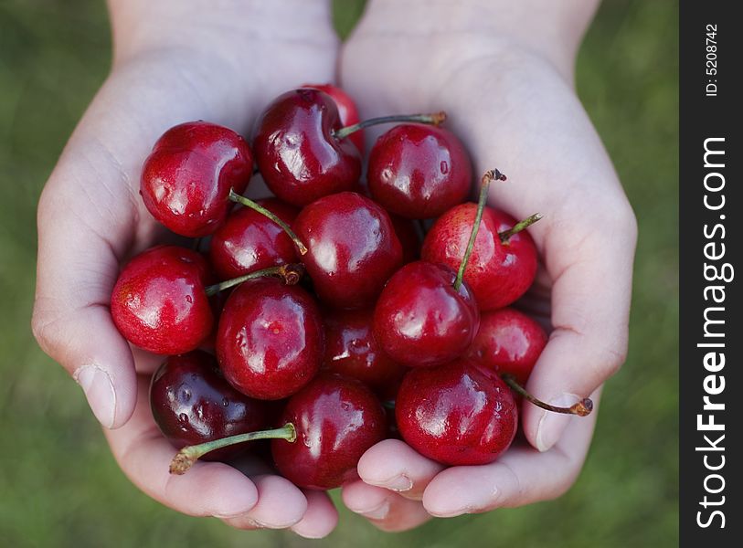 Ripen cherries in the hands of a girl