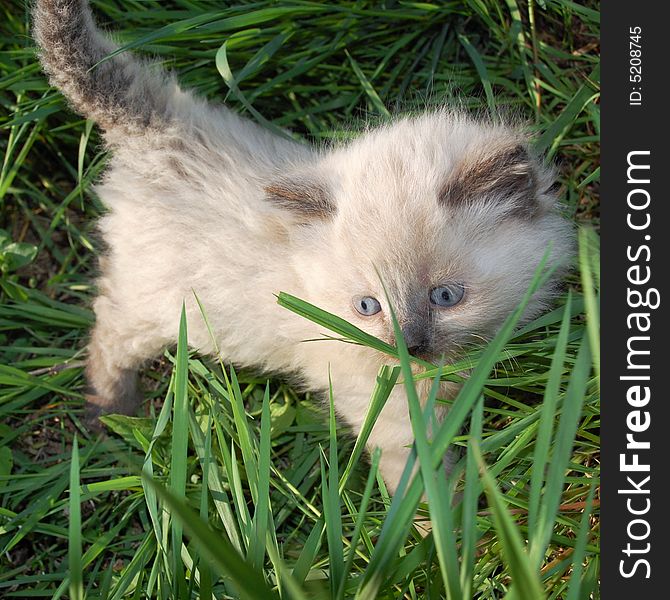 The portrait of a beautiful fluffy one month old Siamese kitten walking in grass. The portrait of a beautiful fluffy one month old Siamese kitten walking in grass