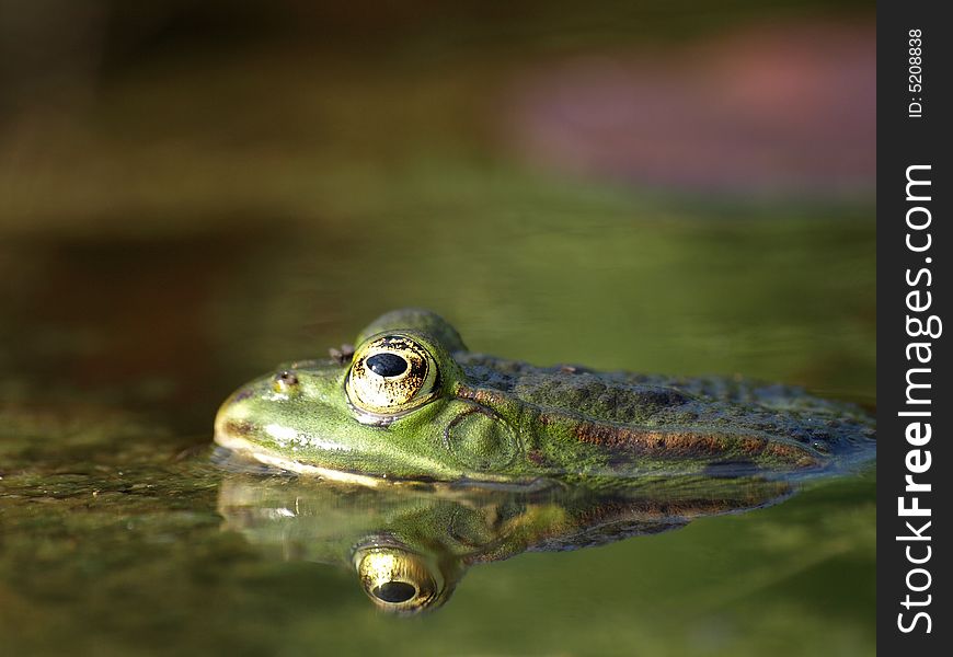 Frog in a pond with a reflection of the head in the water