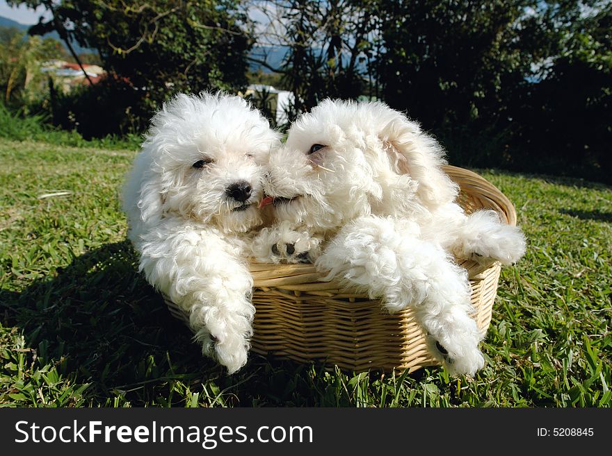 Purebreed bicho frise puppies in a basket. Purebreed bicho frise puppies in a basket