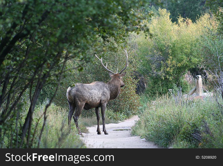 Rocky Mountian National Park Elk