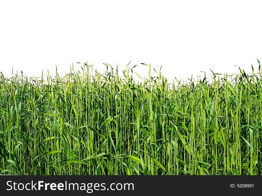 Green grain field isolated, early spring. Green grain field isolated, early spring