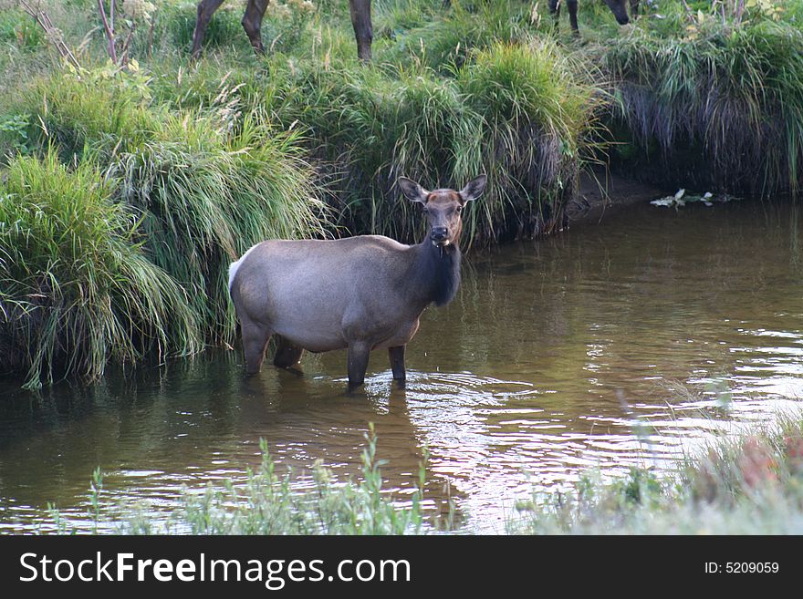 Female Elk in Rocky Mountain National Park Stream. Female Elk in Rocky Mountain National Park Stream