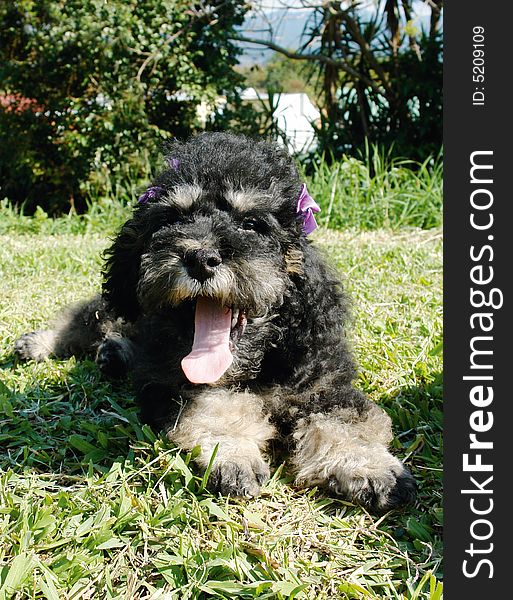 Purebreed french poodle puppy laying in the grass