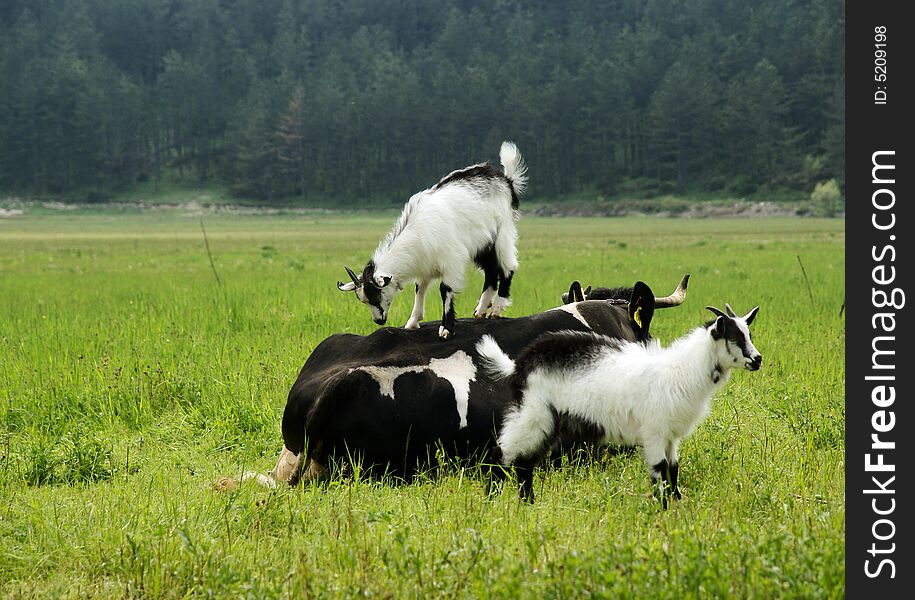 Funny scene on the meadow with a cow and two young goats playing