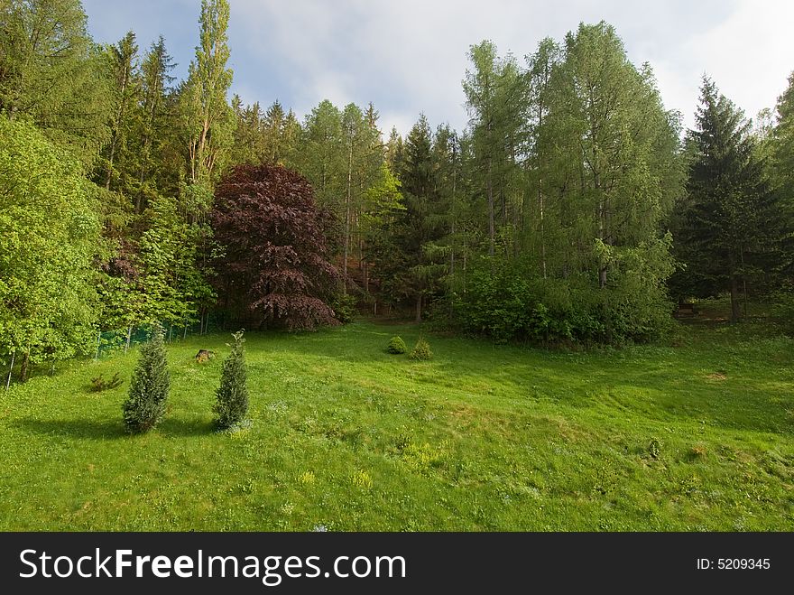 Thick forest with a green lawn in front and a  copper beech
