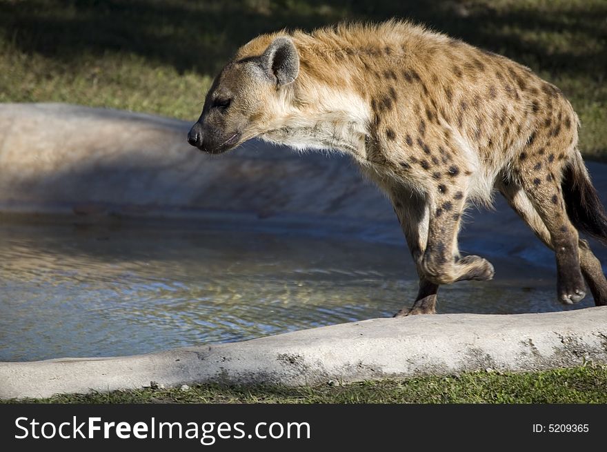 Spotted Hyena crocuta crocuta running