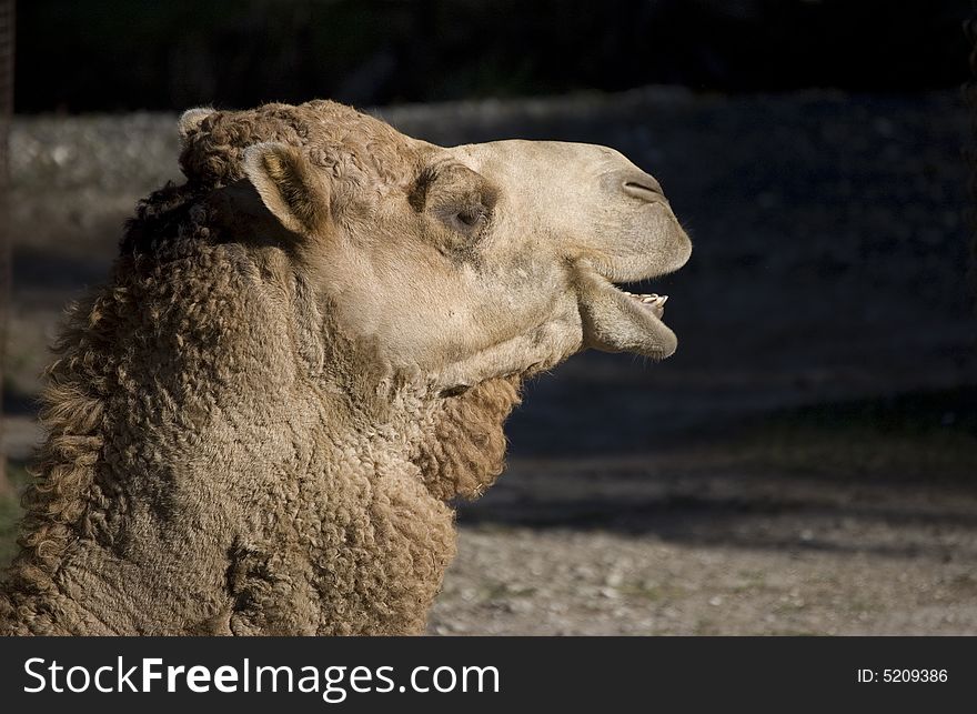 Camel looking at black copy space with mouth open. Camel looking at black copy space with mouth open