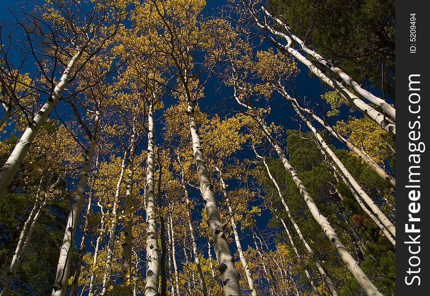 Autumn on the Saint Vrain Mountain trail in the Indian Peaks wilderness of Colorado. Autumn on the Saint Vrain Mountain trail in the Indian Peaks wilderness of Colorado.