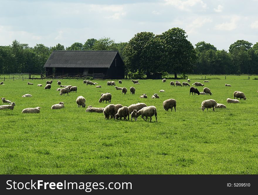 Grazing sheep in a meadow with a barn in the background. Grazing sheep in a meadow with a barn in the background.