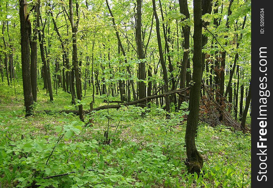 Deep spring forest and fallen tree branch. Deep spring forest and fallen tree branch