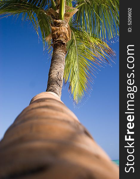 Palm tree on Bavaro beach, Dominican republic