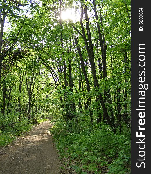 Forest grass road to river. Forest grass road to river