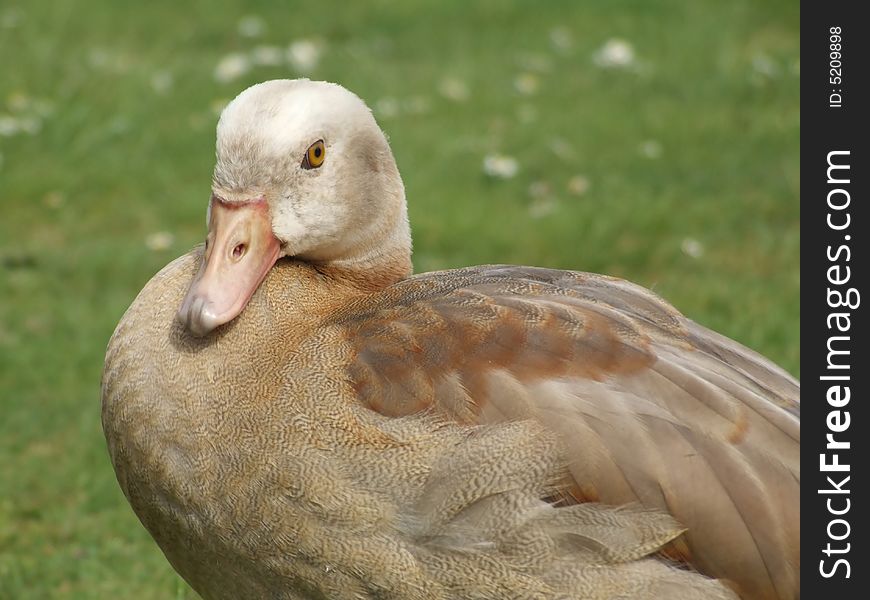 An Egyptian Goose with no eye patch on grass