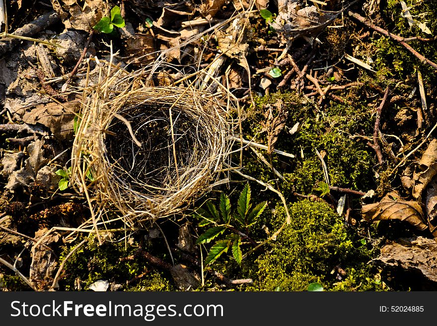 Abandoned nest between dried leaves and fresh moss. The spring. Abandoned nest between dried leaves and fresh moss. The spring