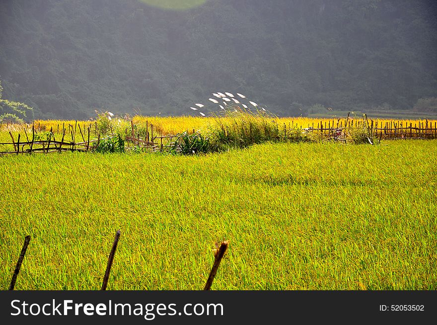 The rice field in VietNam village, quiet and peace. The rice field in VietNam village, quiet and peace