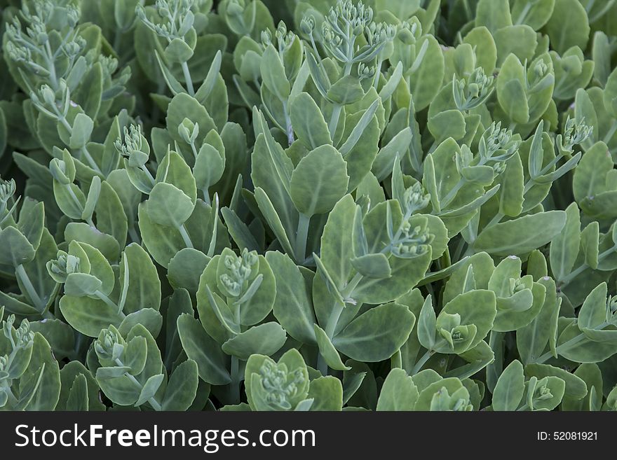 Green plant a carpet covers the entire background. Green plant a carpet covers the entire background