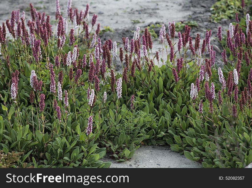 Green Plant For The Rock Garden