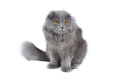 Fluffy Cat Royalty Free Stock Image