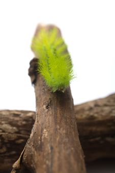 Scary Green Caterpillar Royalty Free Stock Images