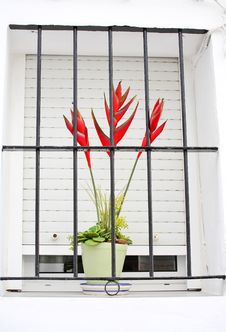 Red Flowers Stock Images Red Flowers Stock Images