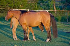 Red Mother Horse With Foal Stock Photo Red Mother Horse With Foal Stock Photo