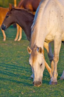 Grazing Mother Horse With Colt Royalty Free Stock Photo Grazing Mother Horse With Colt Royalty Free Stock Photo