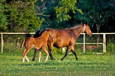 Brown Horse With Colt Royalty Free Stock Photos Brown Horse With Colt Royalty Free Stock Photos