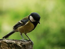 Free Tit Stock Image - 5213891