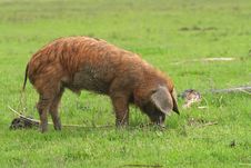 Piglet On Green Meadow Stock Image Piglet On Green Meadow Stock Image
