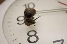 Snail And Clock Royalty Free Stock Image
