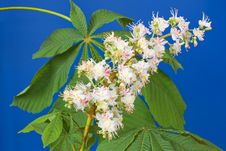 Chestnut Blue Royalty Free Stock Photos