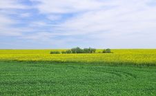 Canola Field Royalty Free Stock Photos Canola Field Royalty Free Stock Photos