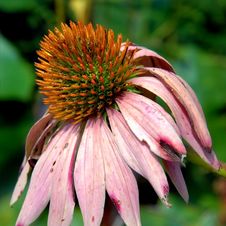 Echinacea Purple Coneflower Stock Images Echinacea Purple Coneflower Stock Images