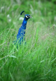 Peacock Royalty Free Stock Image