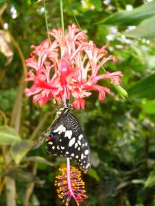 Butterfly Is Eating On The Flower Royalty Free Stock Photos Butterfly Is Eating On The Flower Royalty Free Stock Photos