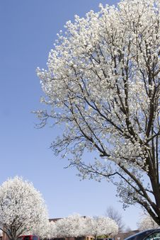 Bradford Pear Trees In Spring Stock Images