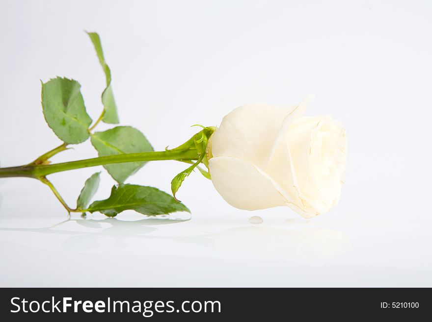 White rose and it reflection