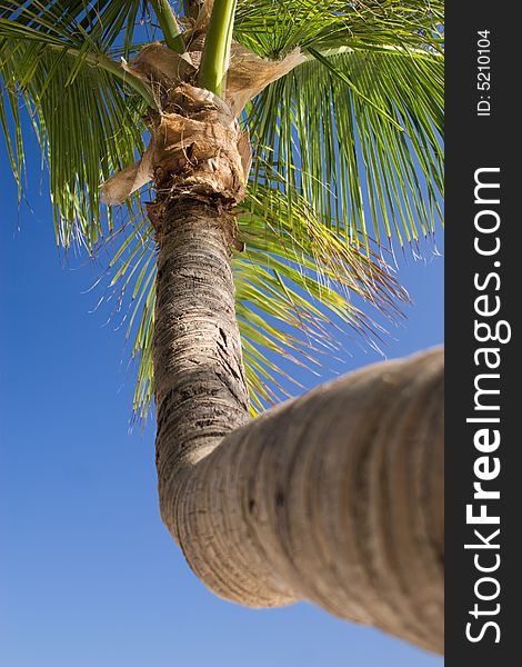 Palm tree on Bavaro beach, Dominican republic