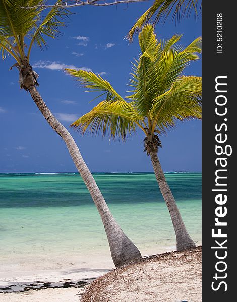 Palm trees on Bavaro beach, Dominican republic. Palm trees on Bavaro beach, Dominican republic