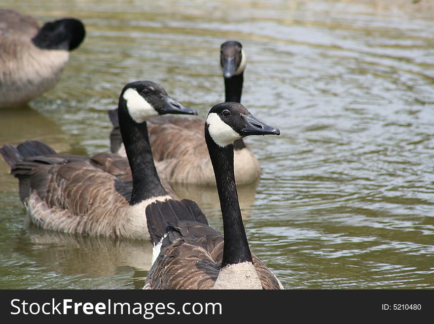 Group of Canadian Geese in the Water