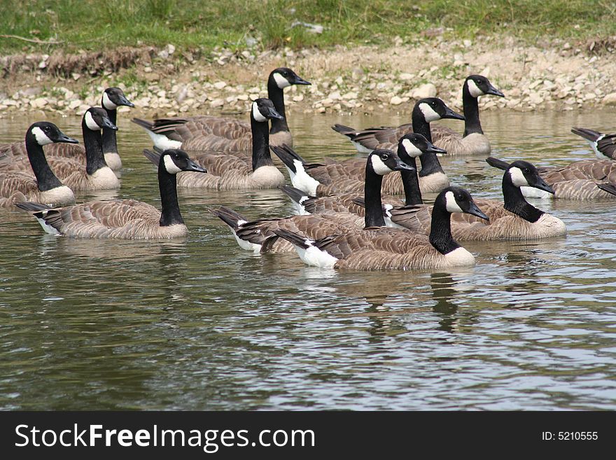 Group of Canadian Geese in the Water