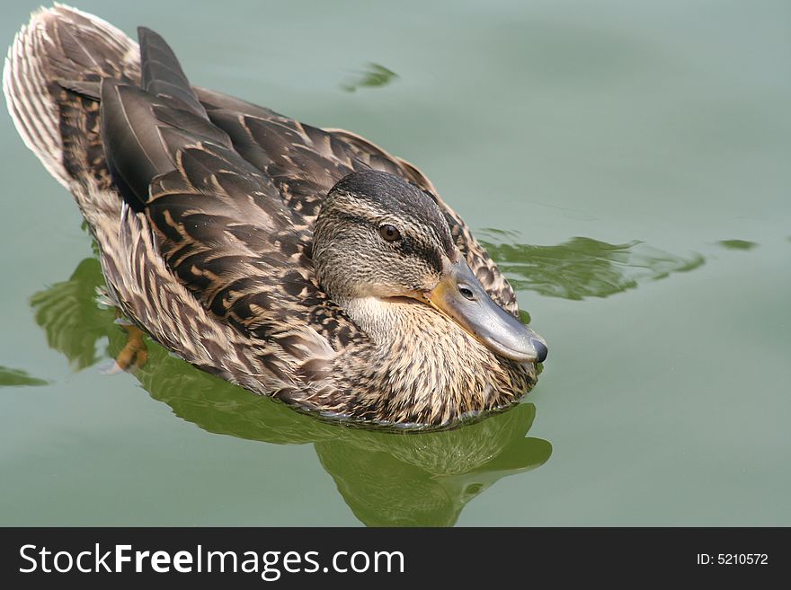 Domestic duck in the water